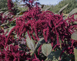 Amaranthus Seeds - Hopi Red Dye (Organic)