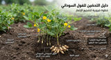 Peanut Seeds