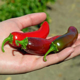 Pepper Seeds - Hot - Jalapeno M