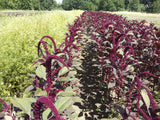 Amaranthus Seeds - Hopi Red Dye (Organic)