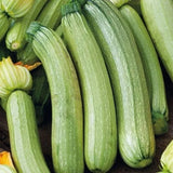 Squash Seeds - Summer - Italian Genovese Zucchini