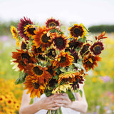 Sunflower Seeds - Autumn Beauty (Organic)