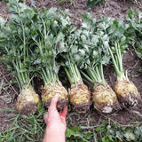 Celeriac (Root Celery)