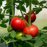 Cherry - Gardener's Delight - Tomato Seeds