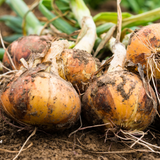 Onion Seeds - Short - Texas 1015 Super Sweet