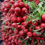 Radish Seeds - German Giant