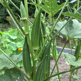 Okra Seeds - Jambalaya 2.0