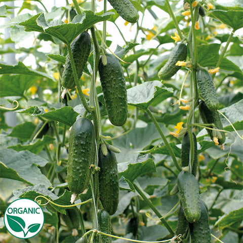 Excelsior
Organic (F1) Cucumber Seed