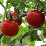 Cherry - Gardener's Delight - Tomato Seeds