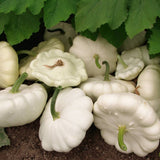 Squash Seeds - Summer - Early White Bush Scallop