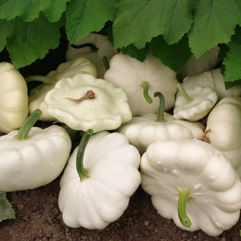 Squash Seeds - Summer - Early White Bush Scallop