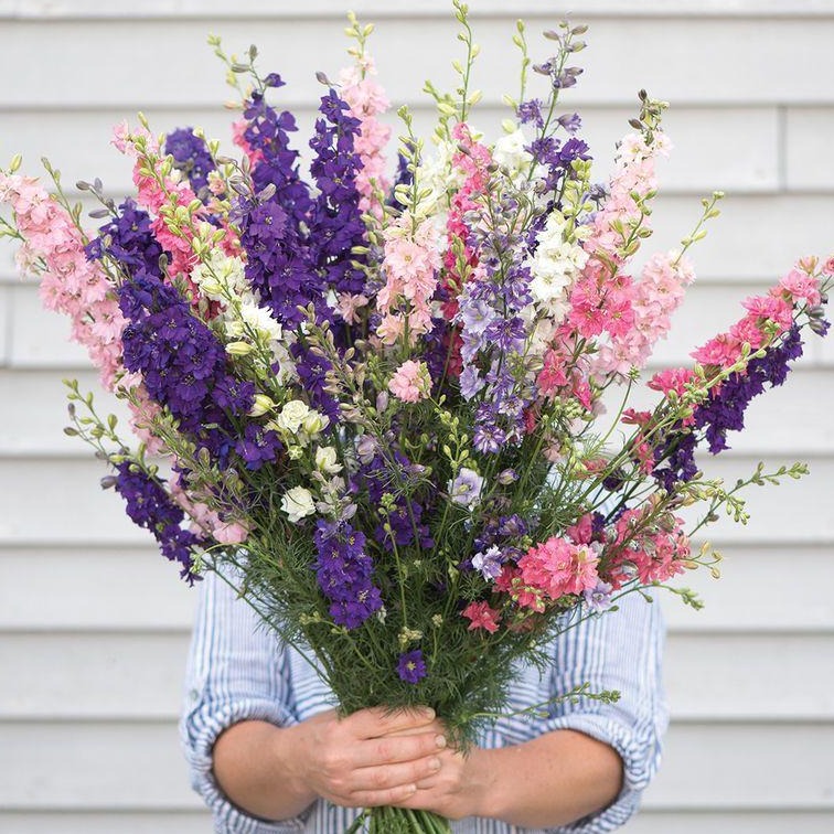 Larkspur Seeds - Giant Imperial Mixture