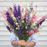 Larkspur Seeds - Giant Imperial Mixture