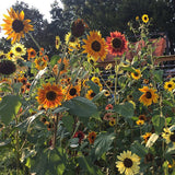 Sunflower Seeds - Autumn Beauty (Organic)