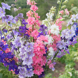 Larkspur Seeds - Giant Imperial Mixture