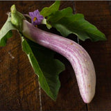 Eggplant Seeds - Bride F1