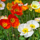 Iceland Poppy Seeds - Iceland Finest Mix