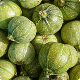 Squash Seeds - Summer - Ronde de Nice
