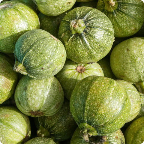 Squash Seeds - Summer - Ronde de Nice