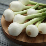 Onion Seeds - Short - Crystal White Wax