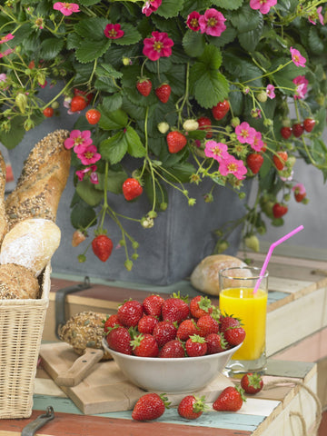 Strawberry-Fragaria F1 Toscana