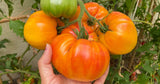 Tomato Seeds - Slicing - Pineapple (Organic)