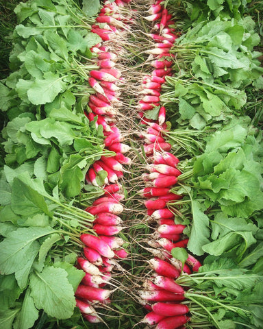 Radish Seeds - French Breakfast