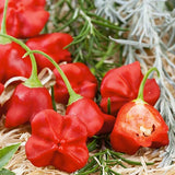 Pepper Seeds - Hot - Mushroom Red