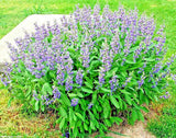 Sage Seeds - Broad Leaved
