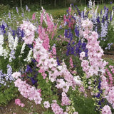 Larkspur Seeds - Giant Imperial Mixture