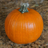 Pumpkin Seeds - Sugar Pie