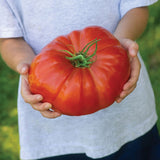 Tomato Seeds - Slicing - Giant Red Beefsteak