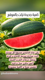 باكيج عدد 10 شتلات رقي مايا التايلندي السكري