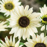 Sunflower Seeds - Italian White