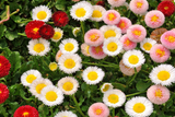 Bellis (English Daisy) Seeds - Pomponette Mix