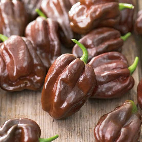 Pepper Seeds - Hot - Habanero Chocolate