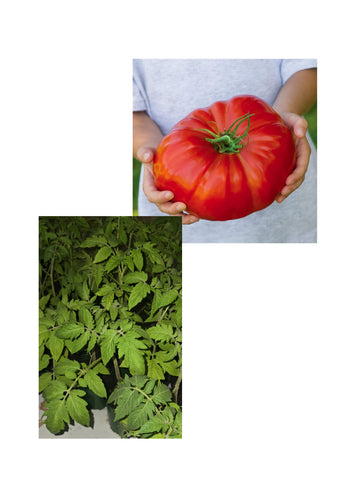 2 Giant Red Beefsteak Tomato seedlings