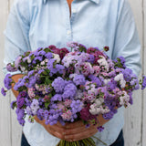 Timeless Mix Ageratum Seed