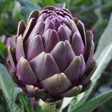 Artichoke Seeds - Purple Italian Globe