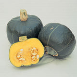 Pumpkin Seeds - Winter - Burgess Buttercup