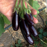Eggplant Seeds - Little Finger Purple