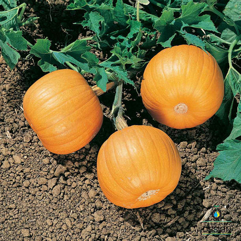 Pumpkin Seeds - Harvest Queen F1