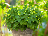 المليسة الطبية lemon Balm 