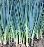 Onion Seeds - Evergreen Hardy White Scallion