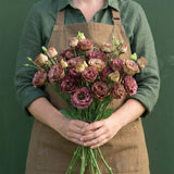 Rosanne 3 Brown F1 Lisianthus Seeds