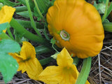 Squash Seeds - Summer - Scallop Yellow Bush