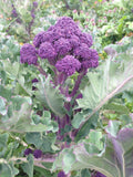 Broccoli Seeds - Early Purple Sprouting