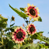 Sunflower Seeds - Indian Blanket