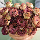 Rosanne 3 Brown F1 Lisianthus Seeds