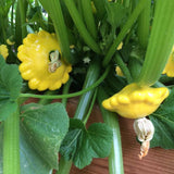 Squash Seeds - Summer - Scallop Yellow Bush